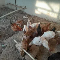 مرغ و خروس برهما و فریح محلی|حیوانات مزرعه|شبستر, |دیوار