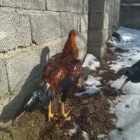 لاری|حیوانات مزرعه|کرج, کمال‌شهر|دیوار