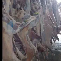 گوشت گوساله.گوسفند.لاشه.تیکه ای چرخ کرده و دنبه|خوردنی و آشامیدنی|اصفهان, عسگریه|دیوار