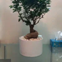 درختچه بنسای|گل و گیاه طبیعی|تهران, قنات‌کوثر|دیوار