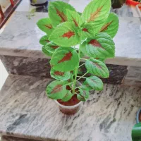 حراج حراج . حسن یوسف ۴۰ هزار