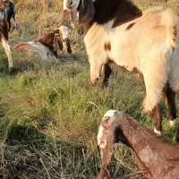 باسلام دو عدد بز نر درجه یک