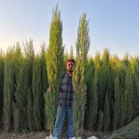 فروش نهال مثمر و غیر مثمر