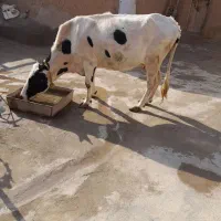 یک راس گاو|حیوانات مزرعه|بیجار, |دیوار