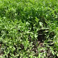 نشا درجه یک برای فروش