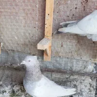 کفتر  سینه سوسنی نر