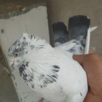 یه جفت کله دم سبز ازهرنظر عالی|پرنده|شهریار, رزکان|دیوار