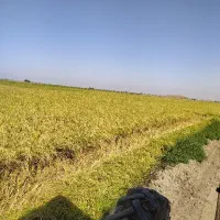 همکاری در داروخانه گیاه پزشکی