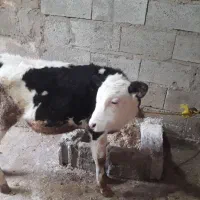 اراس‌گوساله‌سیمنتال‌‌درجه‌یک‌ماده