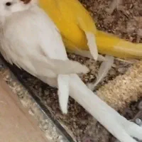 یک جفت راهب