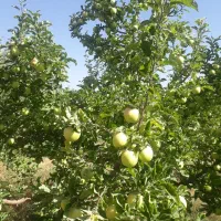 باغ قطره‌ای بالاتر از کمربندی نزدیکی ایستگاه گاز|فروش دفتر صنعتی، کشاورزی، تجاری|اهر, |دیوار