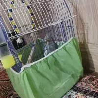 پرنده