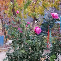 اجاره باغ ۷۵۰متری در شهرک ویلایی شهید صالحی سرابله