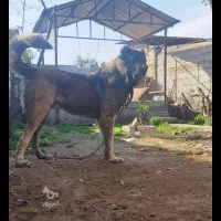 سگ سرابی ذات قدیم قد ۹۰