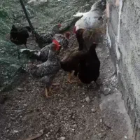 ۴ عدد خروس پلیموت راک امریکایی مست و تضمینی نطفه