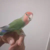 کتوله  مرغ عشق و فنچ