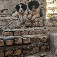 توله سگ  قهدریجانی