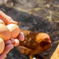 مرغ تخم گذار ۵ عدد جوان