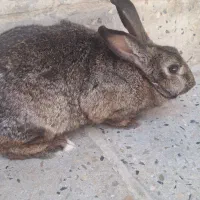 خرگوش ماده