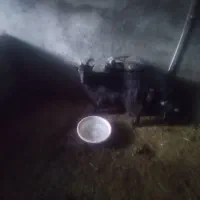 بزمحلی|حیوانات مزرعه|ایذه, |دیوار