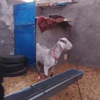 دوعددبز بایک بزاله فروشی|حیوانات مزرعه|فردوس (خراسان), |دیوار