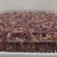 گل محمدی تازه