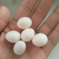 عروس هلندی کار داده