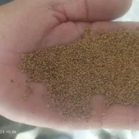 بذر یونجه رنجر