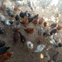 مرغ وخروس ۵ماهه