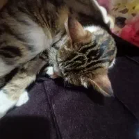 گربه خانگی  واگذار میشه رایگان