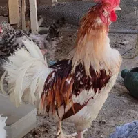 خروس جوان|حیوانات مزرعه|قم, انسجام|دیوار