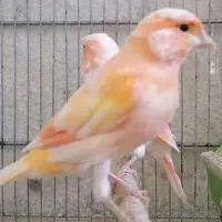 قناری نر ردفکتور اورجینال معاوضه با سهره
