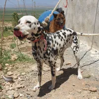 سگ دالمیشن شکاری انگلیسی