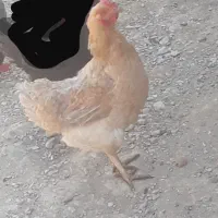 مرغ وخروس برهما|حیوانات مزرعه|خنداب, |دیوار