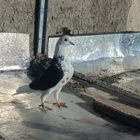 پرنده کبوتر