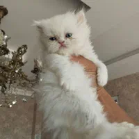 گربه اشرافی و اصیل (مجموعه گربه های میوهاپ)|گربه|کیش, |دیوار