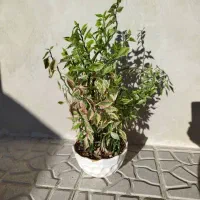 گل پدیلانتوس  سرحال|گل و گیاه طبیعی|کرمانشاه, |دیوار