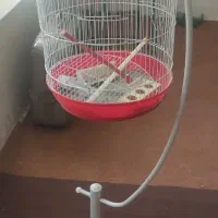 قفس سالم کار نکرده