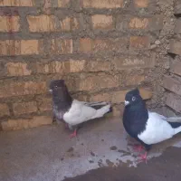 کبوتر سینه ای|پرنده|شوشتر, |دیوار