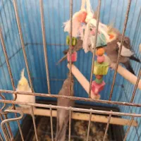 عروس هلندی جفت با جوجه