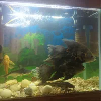 ماهی اسکار و پنگوسی لجنخوار معاوضه با سهره و قناری|ماهی|بومهن, |دیوار