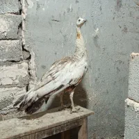 طاووس ماده سه ساله|پرنده|اردبیل, |دیوار