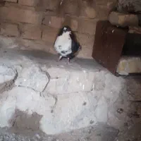 کبوتر|پرنده|مرودشت, محمد آباد|دیوار