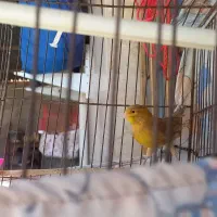 قناری اوپال