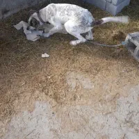 واگزاری سگ|سگ|سقز, |دیوار