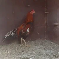 خروس لاری اصیل