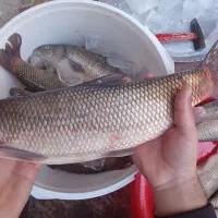 ماهی تازه سید روز شیلات ارس|خوردنی و آشامیدنی|اهر, |دیوار