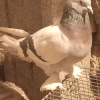 کبوتر سوسنی