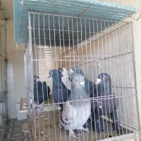 کبوتر نر پریده