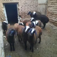 بره ماده شال